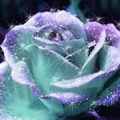 Free play online glitter rose wallpaper APK