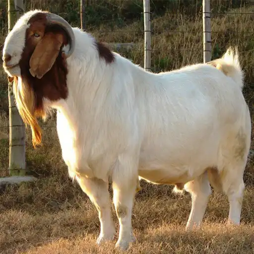 Play Goat Farming:Buy Sell Vaccine APK
