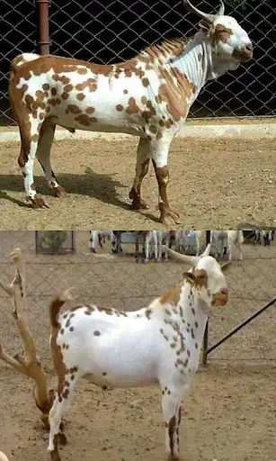 Play Goat Farming:Buy Sell Vaccine  and enjoy Goat Farming:Buy Sell Vaccine with UptoPlay