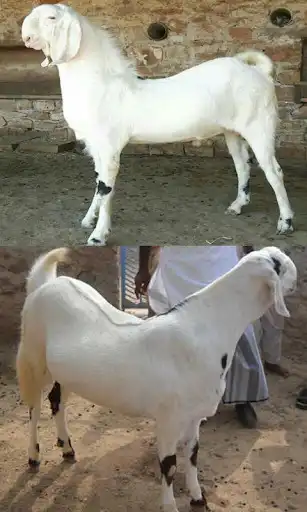 Play Goat Farming:Buy Sell Vaccine as an online game Goat Farming:Buy Sell Vaccine with UptoPlay