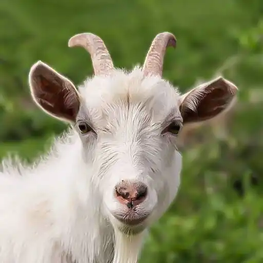 Play Goat Games 2023 Goat Sim APK Play Goat Games 2023 Goat Sim APK