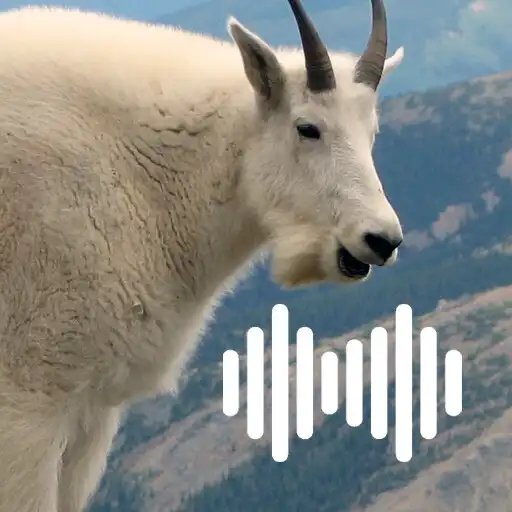 Play Goat hunting calls APK Play Goat hunting calls APK