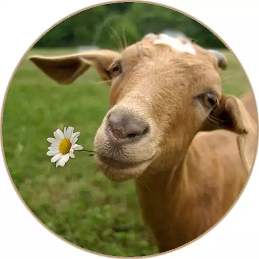 Free play online Goat sounds APK