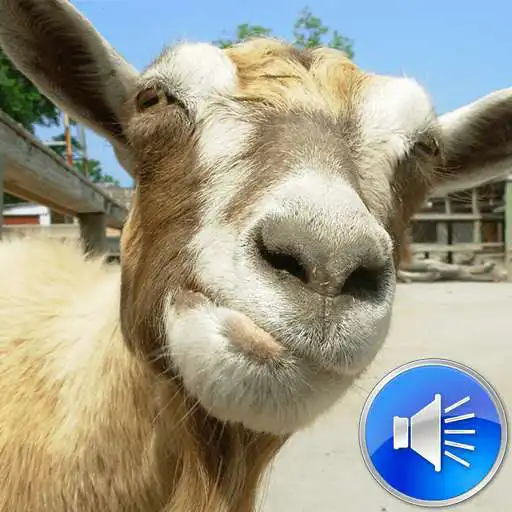 Free play online Goat Sounds Ringtones APK Free play online Goat Sounds Ringtones APK
