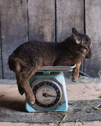 Play Goat Wallpapers HD