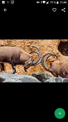 Play Goat Wallpapers HD