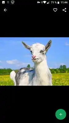 Play Goat Wallpapers HD