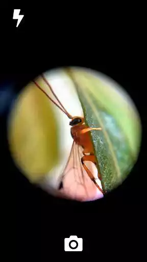 Play GoCamera - Microscopic Camera and enjoy GoCamera - Microscopic Camera with UptoPlay Play GoCamera - Microscopic Camera and enjoy GoCamera - Microscopic Camera with UptoPlay