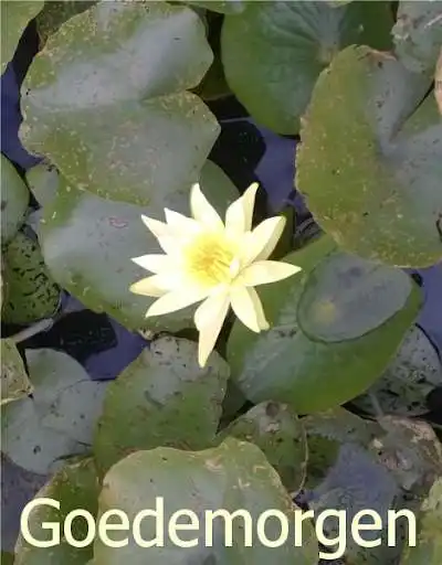 Play Goedemorgen as an online game Goedemorgen with UptoPlay