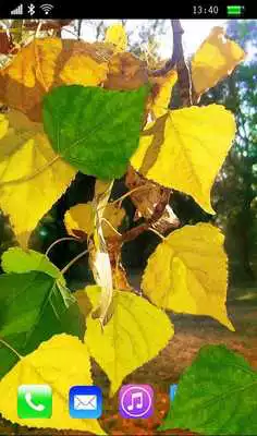 Play Golden Early Autumn Live Wallpaper