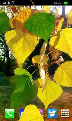 Play Golden Early Autumn Live Wallpaper