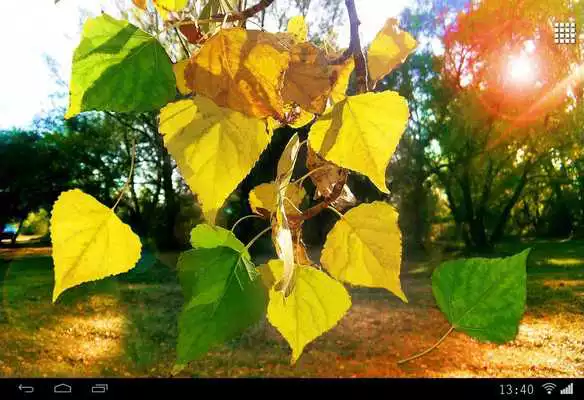 Play Golden Early Autumn Live Wallpaper