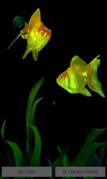 Play Golden Fishes Live Wallpaper  and enjoy Golden Fishes Live Wallpaper with UptoPlay