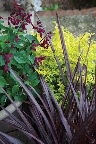 Play Golden Garden Ideas  and enjoy Golden Garden Ideas with UptoPlay