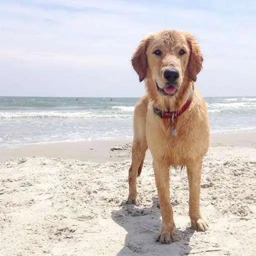 Play Golden Retriever Dog Wallpaper APK Play Golden Retriever Dog Wallpaper APK
