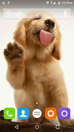 Play Golden Retriever Dog Wallpaper  and enjoy Golden Retriever Dog Wallpaper with UptoPlay