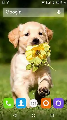Play Golden Retriever Dog Wallpaper as an online game Golden Retriever Dog Wallpaper with UptoPlay