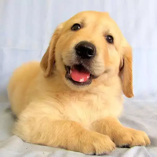 Play Golden Retriever Simulator APK