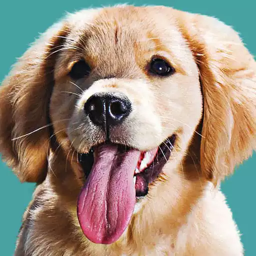 Play Golden retriever wallpaper APK Play Golden retriever wallpaper APK