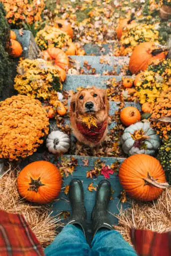 Play Golden retriever wallpaper  and enjoy Golden retriever wallpaper with UptoPlay
