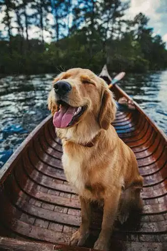 Play Golden retriever wallpaper as an online game Golden retriever wallpaper with UptoPlay