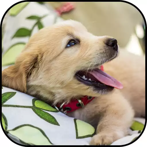Free play online Golden Retriever Wallpapers APK Free play online Golden Retriever Wallpapers APK