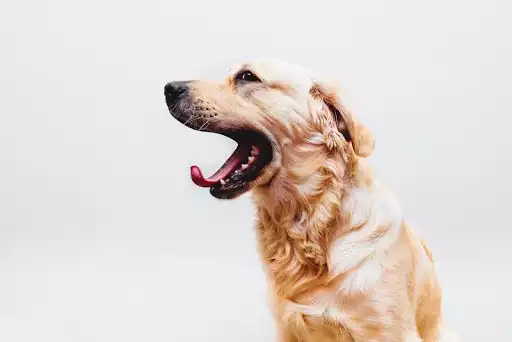 Play Golden Retriever Wallpapers