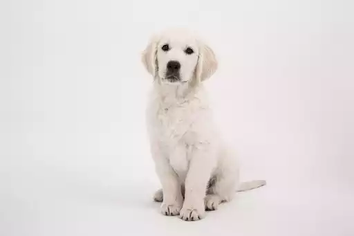 Play Golden Retriever Wallpapers