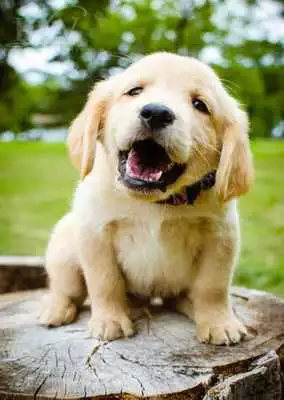 Play Golden Retriever Wallpapers