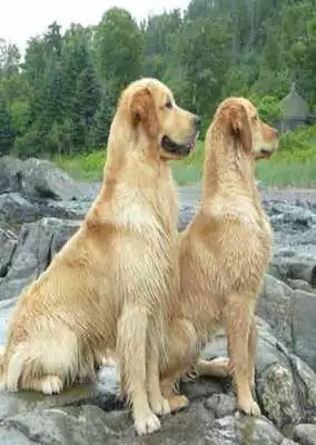 Play Golden Retriever Wallpapers
