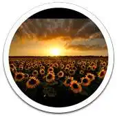 Free play online Golden Sunset Live Wallpaper APK