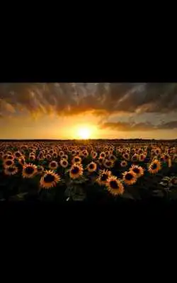 Play Golden Sunset Live Wallpaper