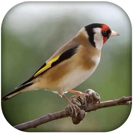 Free play online goldfinch bird song  APK