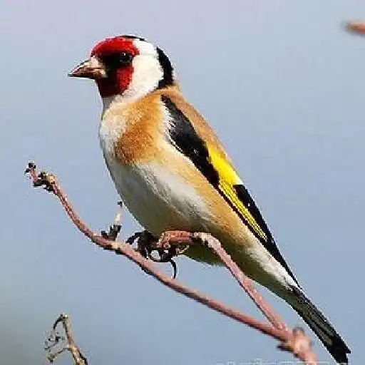 Play goldfinch APK Play goldfinch APK