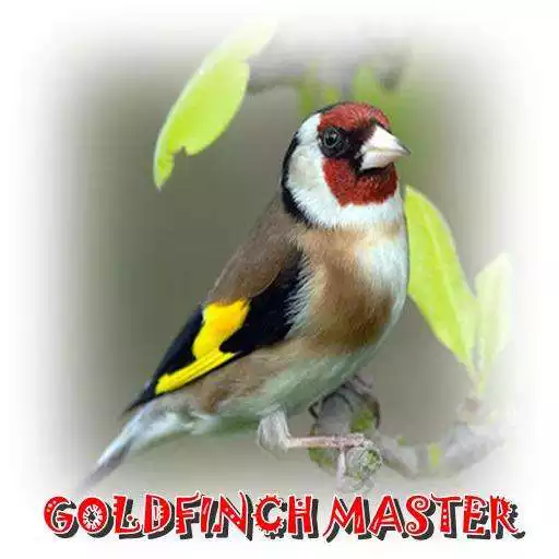 Run free android online Goldfinch Master Mp3 APK Run free android online Goldfinch Master Mp3 APK