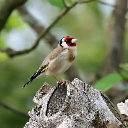 Play Gold Finch Sound APK