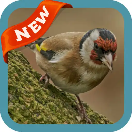 Play Goldfinch Wallpaper APK Play Goldfinch Wallpaper APK