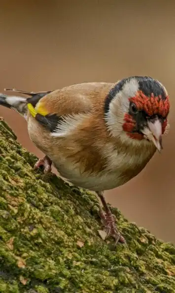 Play Goldfinch Wallpaper  and enjoy Goldfinch Wallpaper with UptoPlay