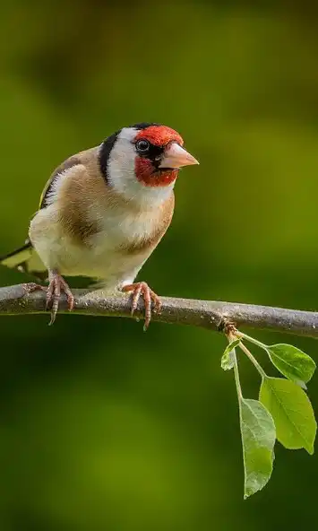 Play Goldfinch Wallpaper as an online game Goldfinch Wallpaper with UptoPlay
