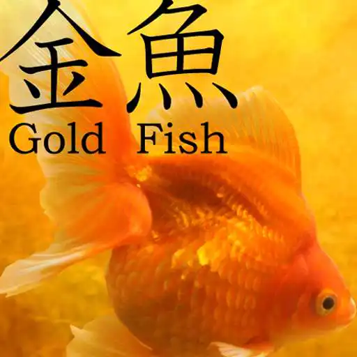 Free play online Gold Fish 3D free LWP APK Free play online Gold Fish 3D free LWP APK