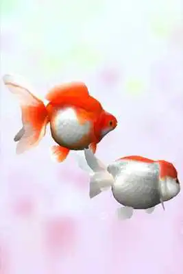 Play Gold Fish 3D free LWP