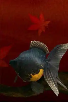 Play Gold Fish 3D free LWP