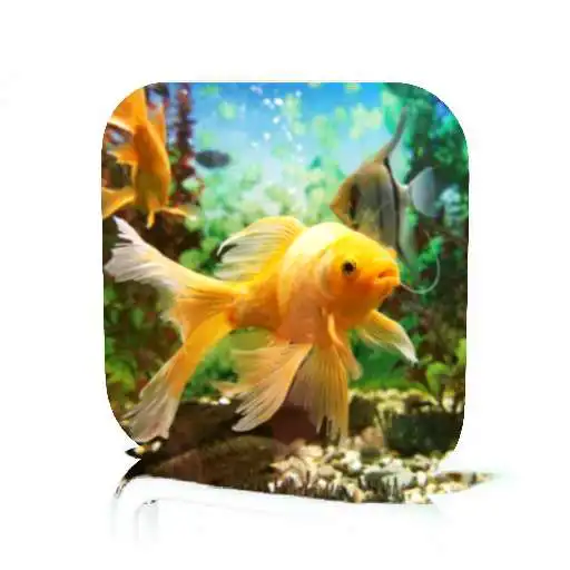 Free play online Goldfish Care APK Free play online Goldfish Care APK