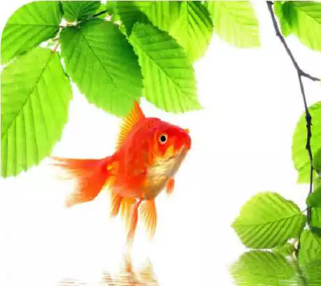 Free play online Goldfish HD Wallpapers  APK