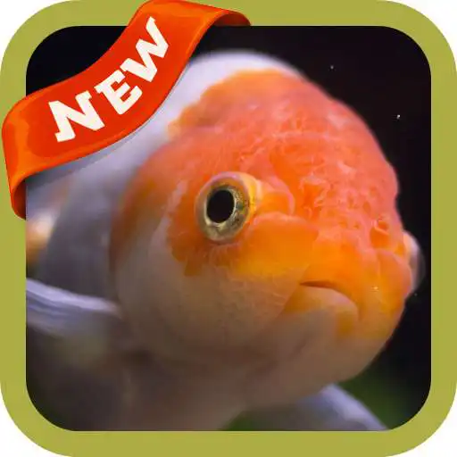 Play Goldfish Wallpaper APK
