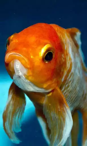 Play Goldfish Wallpaper  and enjoy Goldfish Wallpaper with UptoPlay