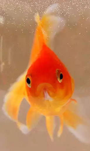 Play Goldfish Wallpaper as an online game Goldfish Wallpaper with UptoPlay