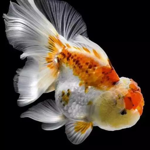 Play Goldfish Wallpapers APK Play Goldfish Wallpapers APK
