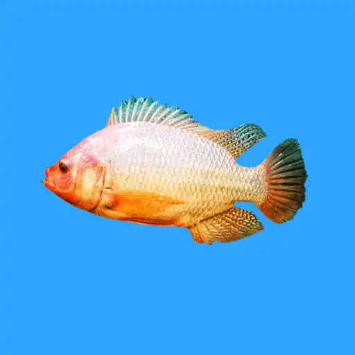Play GoNila : Teknologi bioflok untuk ikan nila APK Play GoNila : Teknologi bioflok untuk ikan nila APK