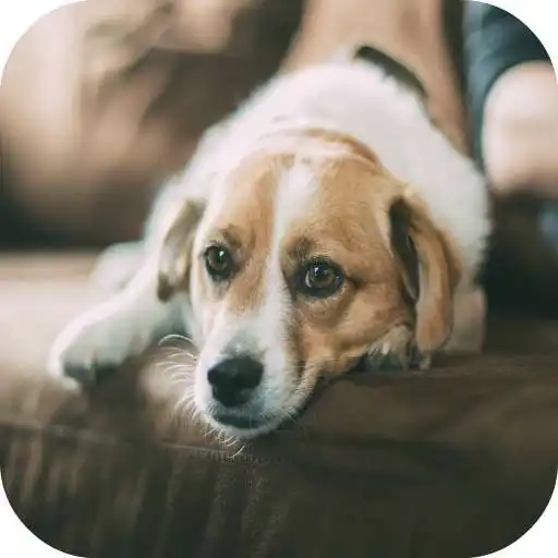 Run free android online Good Morning Cute APK